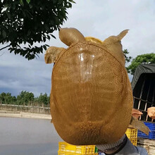 甲鱼活体团鱼生鲜水产龟王八散养 合计3斤装 整箱