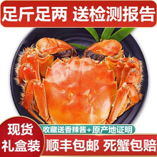 【活蟹】蟹品煌大闸蟹现货 大蟹 鲜活特大蟹 六月黄大闸蟹超大活蟹螃蟹全公母活鲜生鲜实物 水产礼盒装 特大蟹 3.1-3.4两 12只