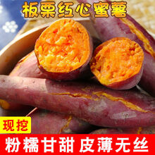 【粉糯超甜】新鲜现挖糖心红薯沙地红心蜜薯3/5/10斤农家山芋番薯 大果(净重5斤)