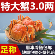 【活蟹】蟹品煌大闸蟹3.7-4.0两20只鲜活六月黄活体特大水产 河蟹超大固城湖螃蟹生鲜批发礼盒装4 大闸蟹（3.7-4.0两） 8只