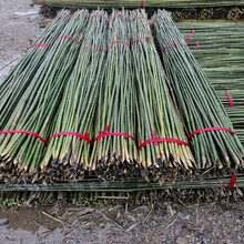 竹竿 2米高种菜竹竿竹竿菜园搭架小竹子细竹竿种菜户外彩旗豆角黄瓜架竹杆子搭架2米汐岩 2厘米粗2米长 黄瓜旗杆