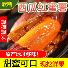 西瓜红蜜薯5斤红薯新鲜10斤糖心板栗沙地超甜红心山芋农家烤地瓜 5斤装 中大果