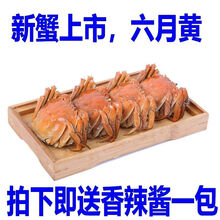 清水红膏大闸蟹公4.2母3.2鲜活现货螃蟹特大全母蟹两湖蟹可全公 六月黄0.9-1.1两12只