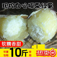 [现货速发]  10斤现挖白心板栗红薯新鲜沙地农家红皮番薯地瓜 粉面甜山芋 精选好果  9斤 白心红薯