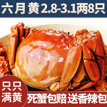 【活蟹】中阳湖六月黄大闸蟹2.8-3.1两8只装鲜活螃蟹  现货河蟹 活体实物苏州大闸蟹产地直发