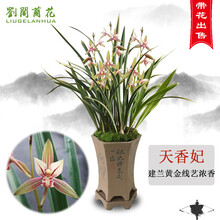 南靖刘阁兰花苗 建兰黄金大金边艺 天香妃 现带花苞室内室外绿植兰草花卉盆栽 5苗连体带3花