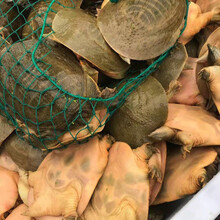 外塘放养生态甲鱼活体青黄王八食用老鳖甲鱼鲜活包活 3斤外塘青黄老鳖