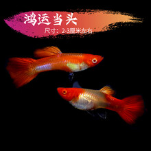 于家林子孔雀鱼活体小型热带观赏鱼淡水鱼鱼缸造景凤尾鱼繁殖鱼下崽鱼黑玛丽米奇鱼纯种孔雀鱼 鸿运当头孔雀鱼2对