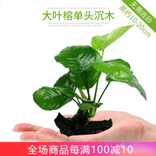 异景园 鱼缸造景莫斯沉木水榕活体无土植物懒人增氧真水草趴地矮珍珠陀草绿九冠绿菊铁皇冠小鱼缸造景装饰 大叶榕沉头单头