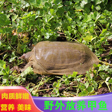 野外放养甲鱼  活体养殖  王八 正宗中华鳖 生鲜 青黄背   智维理克 4年以上2.5斤公甲鱼