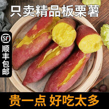 【顺丰】新鲜农家板栗薯山东黄心地瓜糖心小番薯沙地红薯 5斤严选黄心板栗薯【精品】