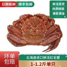 【活蟹】北海道红毛蟹 1斤1只日本俄罗斯大红毛蟹 鲜活进口海鲜螃蟹