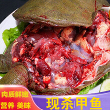 现杀甲鱼  外塘野养   老鳖  王八真空包装 海鲜水产   智维理克 温室养殖甲鱼(青黑背)切块 【顺丰】1.5斤现杀真空包装