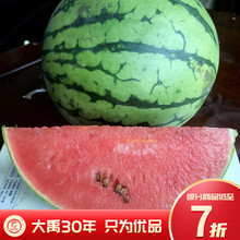 大禹 小西瓜种子薄皮苏梦6号春季迷你小糖丸西瓜超薄水果瓜播种早熟红壤礼品瓜种籽 【超甜薄皮】小糖丸西瓜种子 20粒（10x2包）