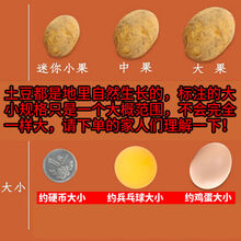 湖北现挖小土豆新鲜黄心土豆迷你土豆批发种子蔬菜非恩施3/10斤 5斤装【兵乓球大小】