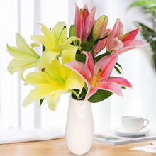 轻奢芊阙云南香水百合基地直采直发鲜花香水百合花家用插花水养真花插花束 保鲜剂4包