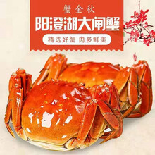 【礼券】蟹金秋 澄湖大闸蟹礼盒 生鲜海鲜水产提货卡券 中秋海鲜大礼包公司团购员工福利客户送礼 蟹金秋4899型