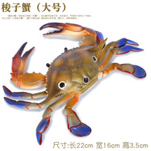 帝王蟹模型仿真海洋动物模型环保螃蟹玩具梭子青蟹3 5 岁户外儿童男 梭子蟹(大号)