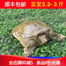 3.2-3斤甲鱼活鲜活食用放养甲鱼生态活体王八外塘顺丰 原味 2100g