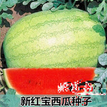 苏购 麒麟西瓜种子 西瓜种籽巨型懒汉瓜王麒麟甜王四季播水果早熟脆甜多汁大西瓜种子 原装新红宝80粒