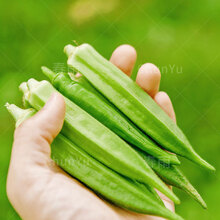 水果秋葵种籽种孑苗特大秋癸孑四季春季农家田园蔬菜蔬莱种子 水果秋葵苗 20棵