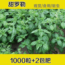 食用九层塔种子种籽苗 兰香大叶紫罗勒种子 阳台四季盆栽花卉香草 甜罗勒1000粒+2包肥