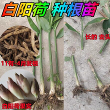 如皋白阳荷种根 下原蘘荷青阳荷绿阳荷姜洋火姜根现挖现发 3斤 种的 白阳荷