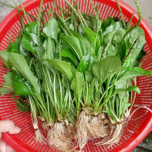 伴悦行现摘现发新鲜野生车前草中药材车轮草牛耳朵草全株药食同源 新鲜车前草 250g
