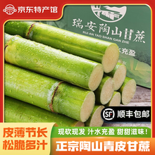 慧供正宗陶山甘蔗浙江温州青皮果蔗新鲜水果绿皮甘蔗应季现砍5斤中段 净重5斤 泡沫箱【4包装】