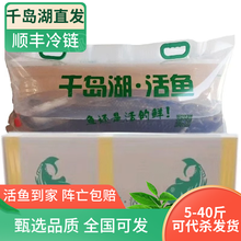 棠鲜生千岛湖胖头鱼 千岛湖活鱼淡水鲢鳙大头鱼花鲢 包活到家 35-40斤活鱼（需预定）