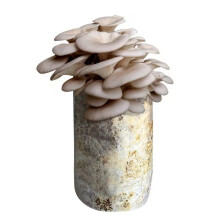 美外蘑菇菌包家庭种植食用菌棒蘑菇种植包食用平菇菌种 平菇（1包）礼盒装