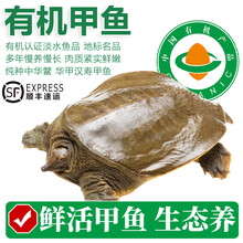 太湖海【鲜活有机甲鱼】汉寿生态甲鱼礼盒野外塘养团鱼中华老鳖王八送礼 2斤（2-3人食用）5年以上 如需宰杀 留言备注
