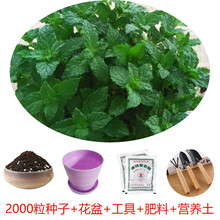 食用薄荷种子四季播种留兰香薄荷种子阳台盆栽驱蚊种子多年生 薄荷种子150克(拍下备注品种)