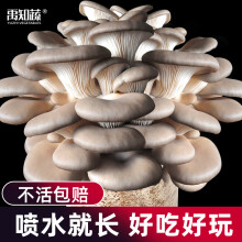 禹知蔬蘑菇种植包平菇菌包家庭种香菇菌种菌菇种子椴木棒可食用菌种包 灰平菇小菌包1个约1斤多
