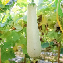 寿禾 肉丝瓜种子水瓜丝瓜种苗高产蔬菜水瓜大花点肉棱角丝瓜四季阳台盆栽菜瓜蔬菜寿光春季蔬菜种子菜籽种籽 【绿顶】白雪玉丝瓜 10g原包装