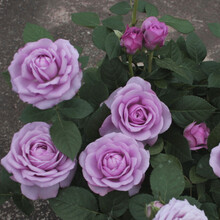 微型月季 荷兰果汁阳台月季 四季勤花 绿植小玫瑰 蓝色 水星王【苗小】 不含盆