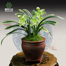 德芳兰业兰花苗大花蕙兰金边线艺 凤凰于飞荷瓣覆轮花室内客厅兰花卉绿植盆栽 2苗连体 （带简易盆发货）