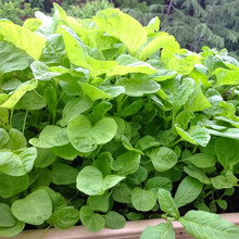 寿禾苋菜蔬菜种子汉菜圆叶红苋菜四季批发菜籽阳台叶菜类菜种子春冬季播种青菜 圆叶白（888）种子 80g装