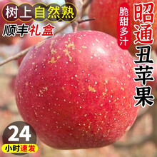 志褚 云南昭通丑苹果 冰糖心苹果 高山脆甜苹果新鲜水果 团购年货礼盒 9斤 大果【80mm-85mm】店长推荐