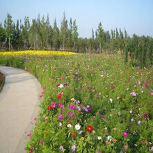 千惠美 草坪种子（一斤）马尼拉草四季青耐践踏庭院绿化草种子 护坡草籽耐旱狗牙根小区绿化护坡施工包衣 野花组合种子半斤