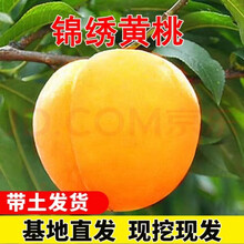 黄桃树苗特大嫁接炎陵锦绣黄桃苗果树黄肉桃树桃苗南北方当年结果 2年苗好成活