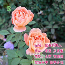 【带土带叶】月季花苗藤本大花灌木月季花苗蔷薇花苗阳台庭院室内花卉植物盆栽 藤本月季夏洛特夫人（爬藤） 带原装营养钵发货