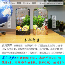 观赏生态瓶鱼微景观免换水免打理diy水族办公桌面创意造景鱼缸 春水初生（五彩砂款）