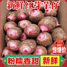 正宗江西铅山红芽芋头3/5斤 农家现挖新鲜软滑糯奶红嘴红梗毛芋艿 3斤