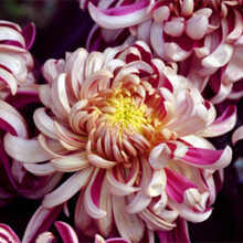 花种子万寿菊种子200粒菊花种子庭院阳台易种易活花籽 花妖200粒