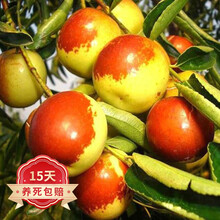 欧悟枣子树苗 嫁接枣树苗 大枣苗南方北方种植盆栽地栽庭院阳台果树苗 沾化冬枣 两年小苗
