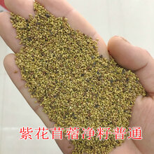 紫花苜蓿种子多年生苜蓿草种子四季常青牧草鸡鸭鹅牛羊鱼草籽 紫花苜蓿普通净籽1斤
