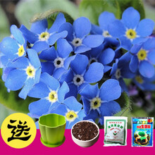 满天星种子太阳花康乃馨波斯菊薰衣草花卉四季种易活盆栽套餐种子 勿忘我200粒+盆+土+肥