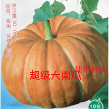 寿光蔬菜种籽 大南瓜种子 南瓜籽 单果重50-100斤 观赏食用 春播 国产10粒