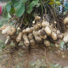 美农汇  花生种子带壳黑皮花生籽盆栽露地红花生种子高产菜园种植四季播种带壳【生】花生35克 红花生种子【带壳】500克
